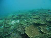 宇和海特殊海中資源群のサンゴの画像