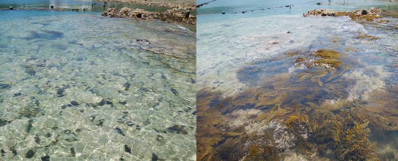 ウニ除去による藻場の回復の画像