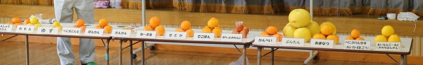 南予で生産された様々な柑橘の写真