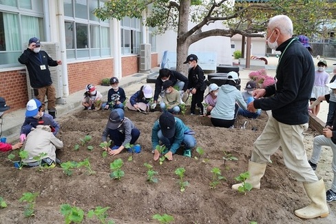児童たちが野菜苗の植え付けをしている様子の写真