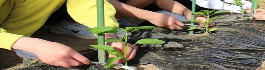 野菜苗の植え付けをしている子供の写真