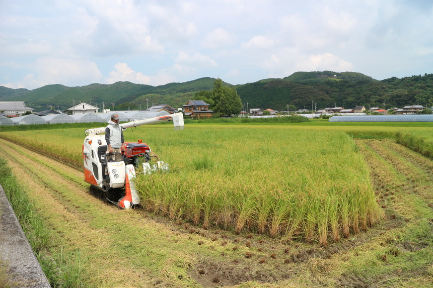 コンバインで稲を刈る画像