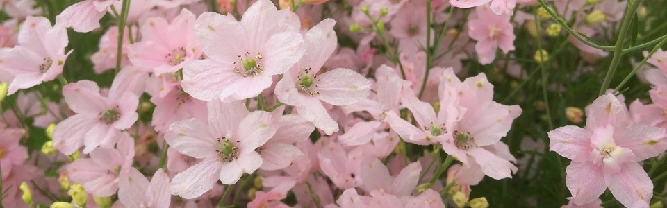 淡いピンク色花がスプレイ状に開花したさくらひめの画像