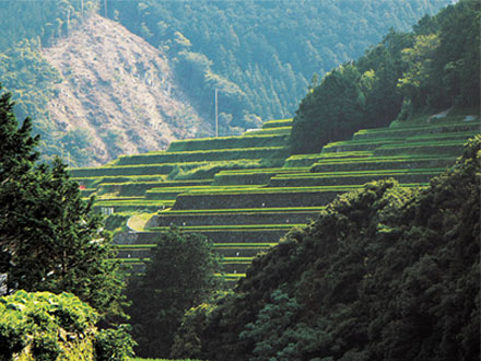 山出の棚田の画像