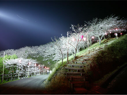 桜祭り夜景画像