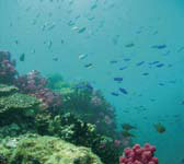 宇和海特殊海中資源群の魚の画像