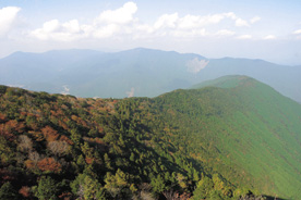 篠山山頂自然林の風景の画像