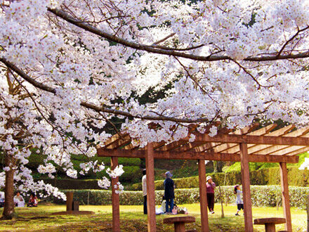 南レク城辺公園の桜の画像