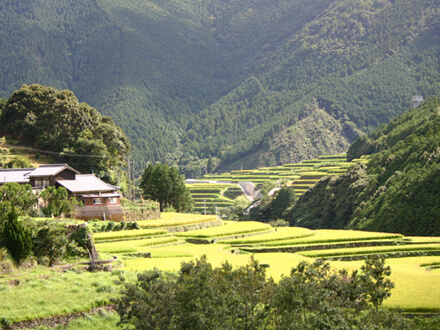 山出の棚田の風景と家屋の画像