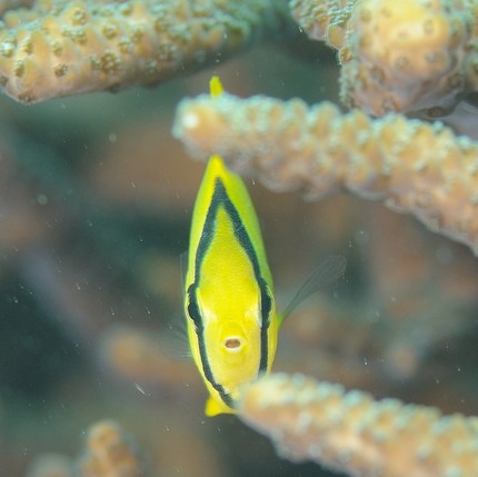 トノサマダイの画像