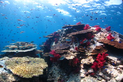 サンゴ礁の画像