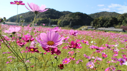 緑小学校前のコスモスの画像