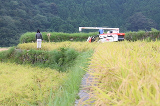 稲をコンバインで刈る画像