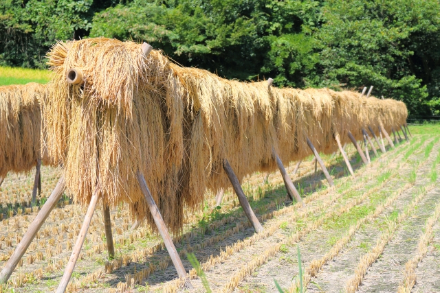 稲の天日干しの画像