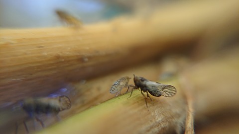 ウンカの成虫と幼虫の画像