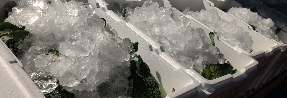 発砲スチロールに氷詰めされて出荷される愛南町産ブロッコリーたちの画像
