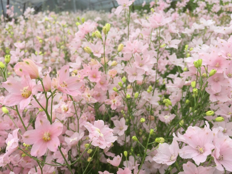 ビニールハウスの中一面に淡いピンク色の花が満開に咲いたさくらひめの画像