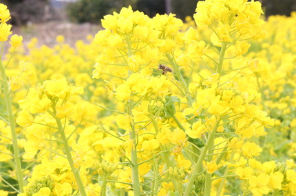 菜の花とミツバチの画像
